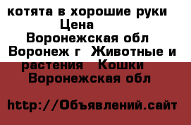 котята в хорошие руки  › Цена ­ 50 - Воронежская обл., Воронеж г. Животные и растения » Кошки   . Воронежская обл.